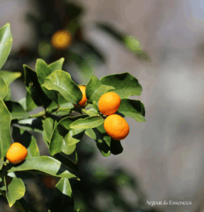Découvrez le pouvoir de l'huile essentielle de Petit Grain Bigarade (Citrus aurantium). Une essence vibratoire qui apaise les tempêtes intérieures et relâche les tensions du corps et de l'esprit.