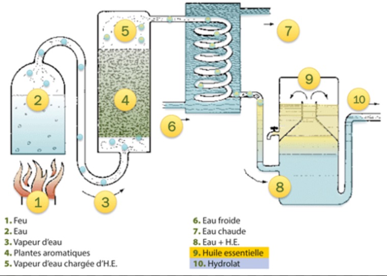 L’hydrodistillation, ou distillation à la vapeur d’eau, est la méthode la plus répandue et la plus fiable pour obtenir des huiles essentielles pures.