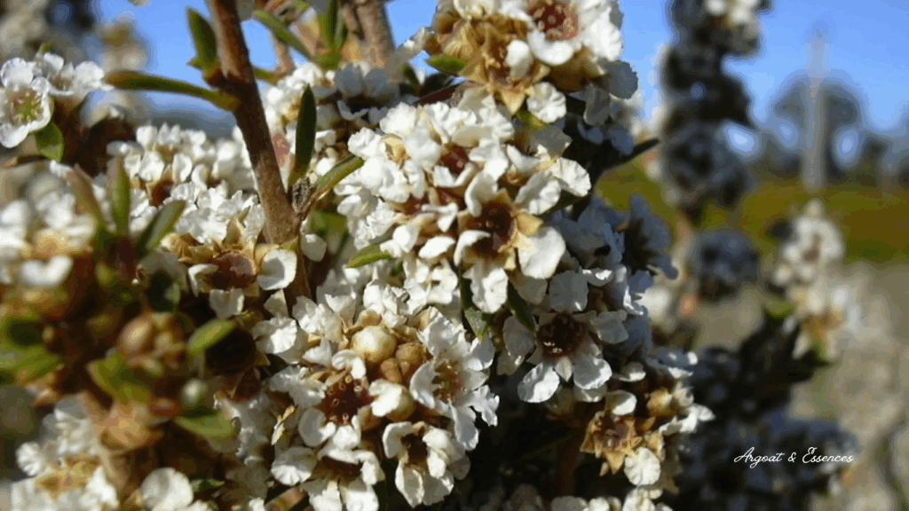 huile-essentielle-fragonia-paix-interieure