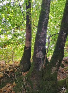 La Forêt (L'Ancrage)