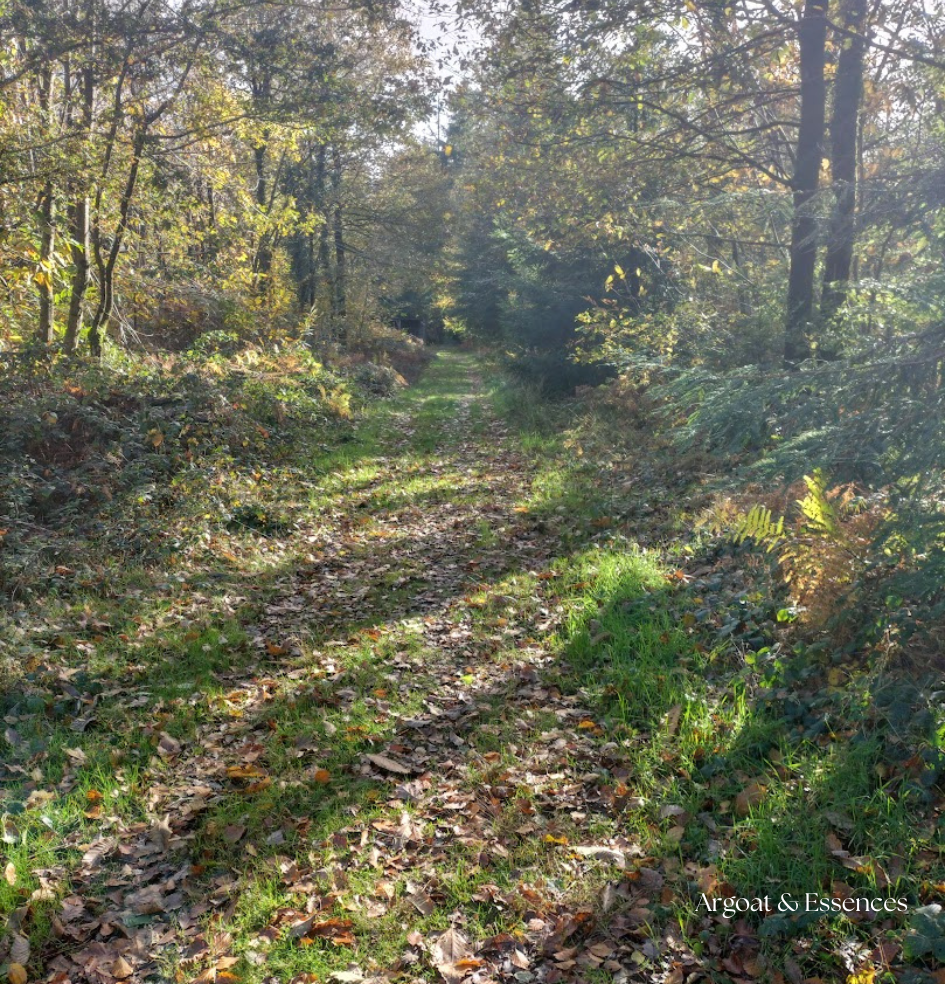 argoat-essence-randonnée-moustoir-ac