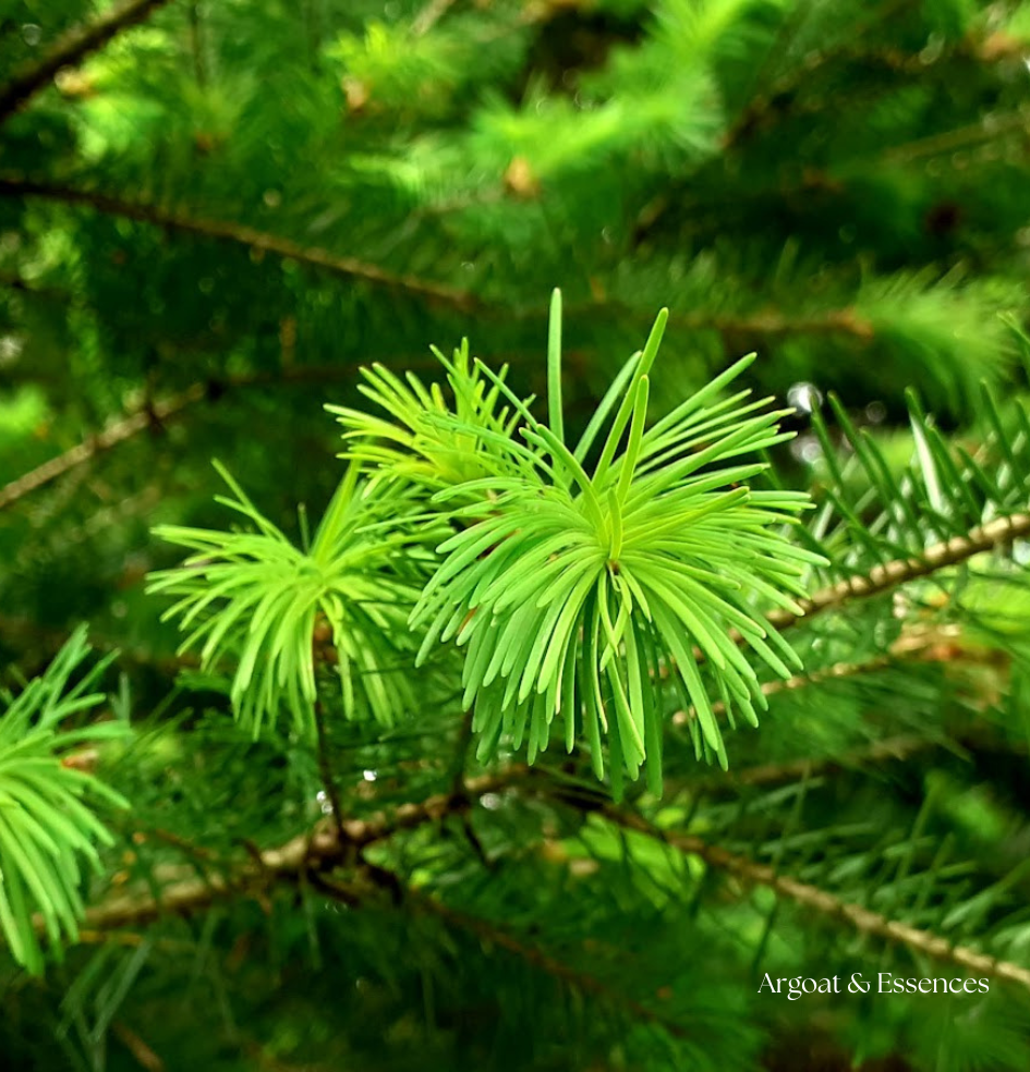 argoat-essence-sapin-moustoir-ac