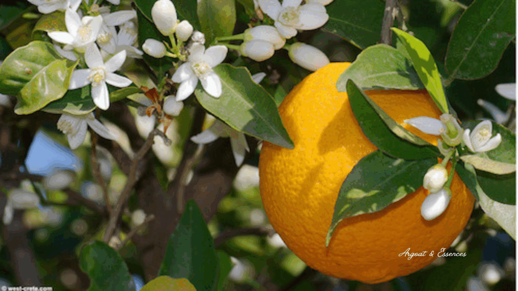 « Orange douce », « doudou olfactif » et « rituel de réconfort »,