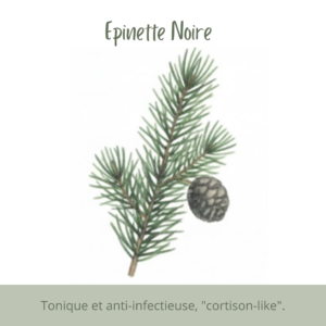 Tonique et anti-infectieuse, "cortison-like"