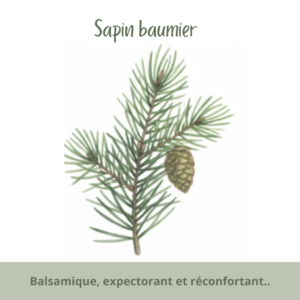 Balsamique, expectorant et réconfortant.