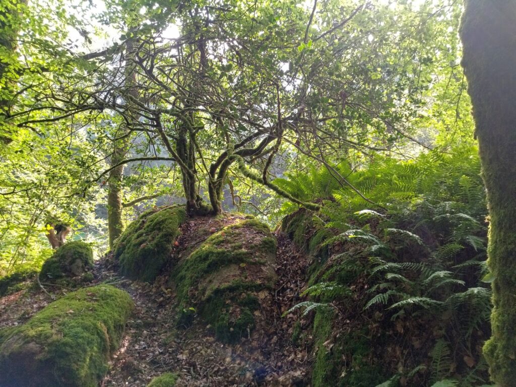 Arbre sur un rocher en forêt d'Argoat - Symbole d'ancrage Argoat & Essences