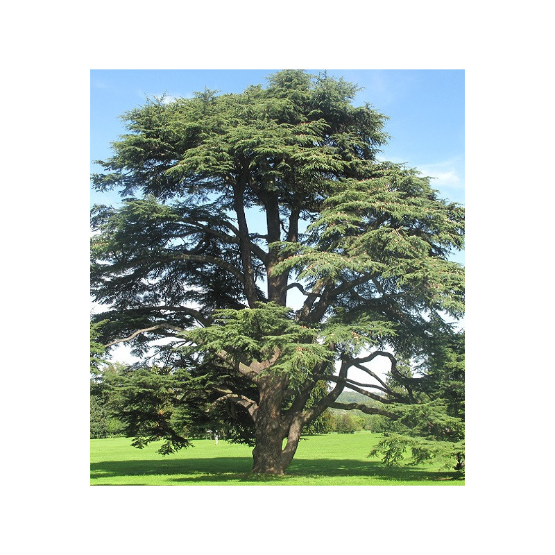 Cèdre majestueux, enraciné et stable, symbole de soutien et de sécurité intérieure.