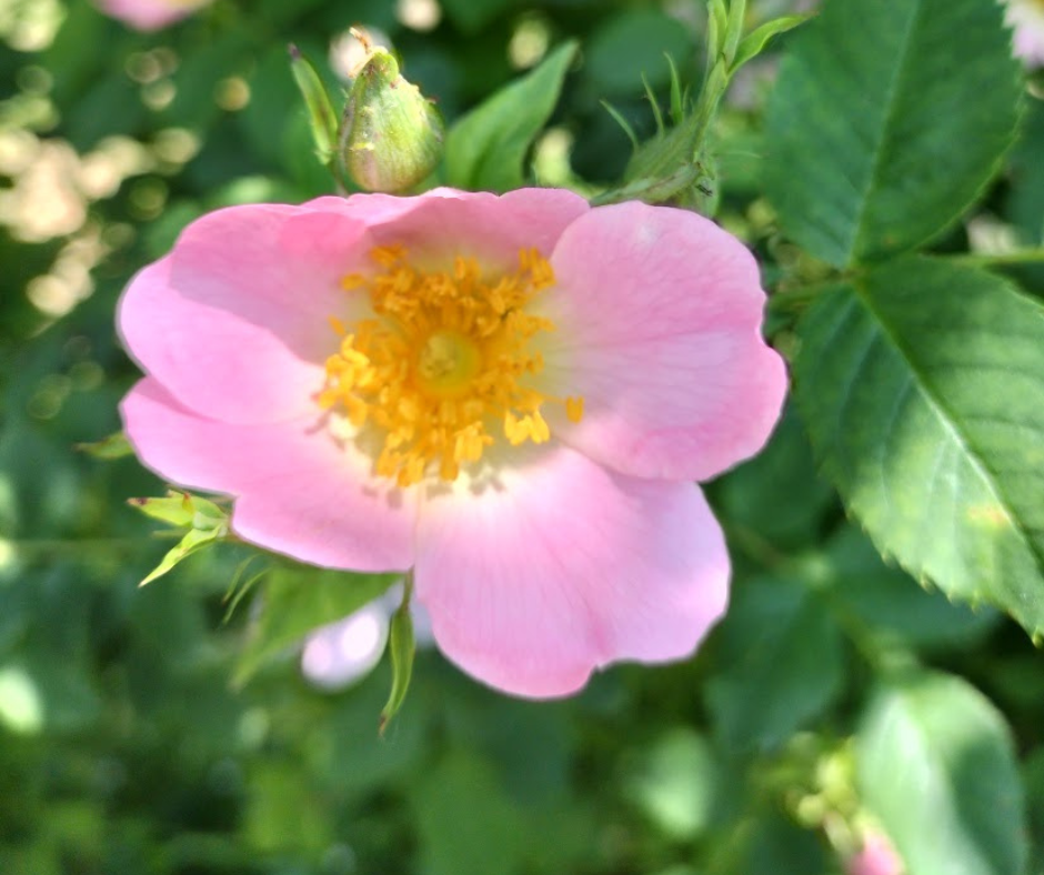 Fleur d’églantine délicate, ouverte sous une lumière douce, symbole de délicatesse et d’ouverture à la nature.