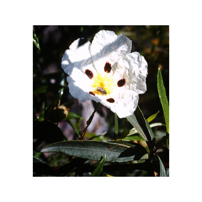 Fleur de Ciste ladanifère blanche avec des taches pourpres, symbole de résilience et de rassemblement intérieur.