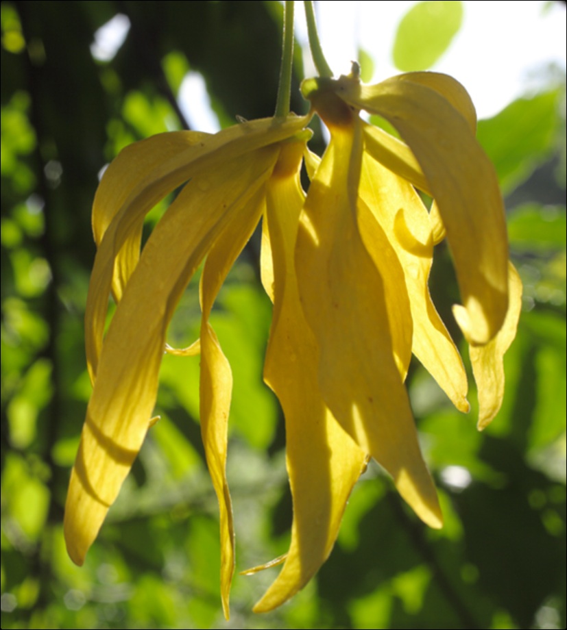 Fleurs jaunes étoilées d'ylang-ylang Cananga odorata, source de l'huile essentielle utilisée en aromathérapie pour apaiser la colère et rééquilibrer le Foie.